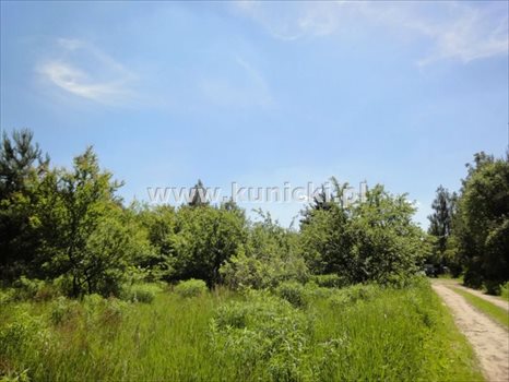 Działka inna na sprzedaż Łoś, Polna 1 200m2 Foto 6