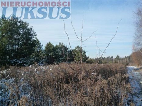 Działka budowlana na sprzedaż Łoś, Łoś 1 500m2 Foto 2