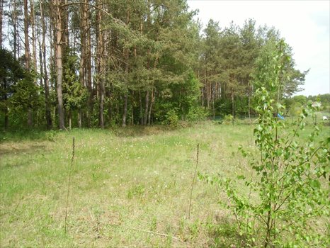 Działka budowlana na sprzedaż Bojano, Okrężna 2 565m2 Foto 3