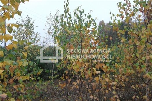 Działka leśna na sprzedaż Drozdowo 93 200m2 Foto 11