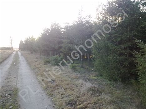 Działka rolna na sprzedaż Grzegorzewice 8 000m2 Foto 4