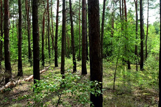 Działka budowlana na sprzedaż Suchodół, przy drodze nr 876 10 000m2 Foto 2