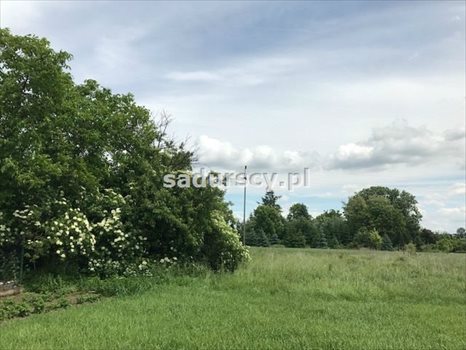 Działka inna na sprzedaż Januszowice 7 200m2 Foto 5