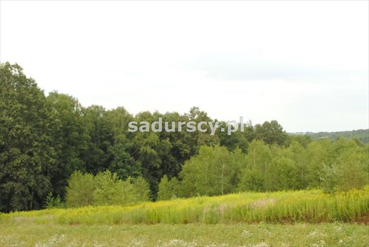 Działka budowlana na sprzedaż Głogoczów 2 240m2 Foto 5