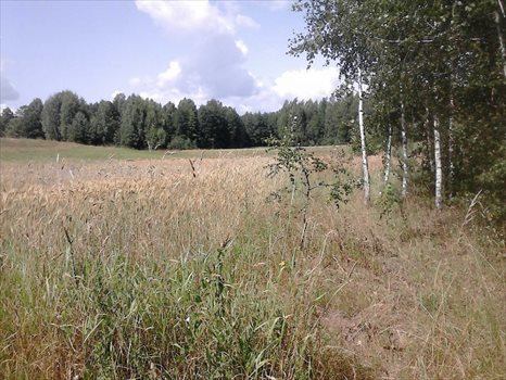 Działka budowlana na sprzedaż Pogorzelec 1 535m2 Foto 9