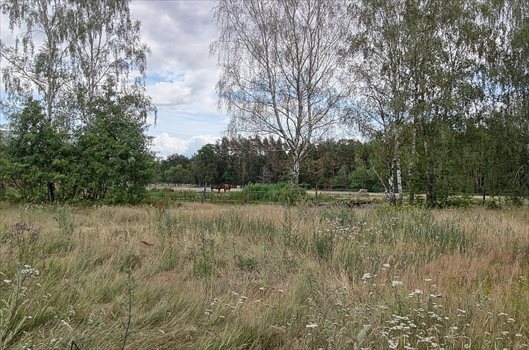 Działka budowlana na sprzedaż Brzózki 2 815m2 Foto 4