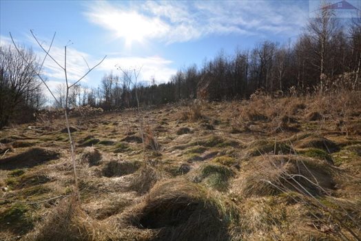 Działka rekreacyjna na sprzedaż Babice 2 400m2 Foto 7