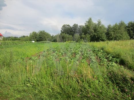 Działka inna na sprzedaż Gołubie, Zamkowisko 1 484m2 Foto 4