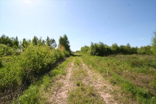 Działka inna na sprzedaż Bielkówko, Gajowa 3 003m2 Foto 6