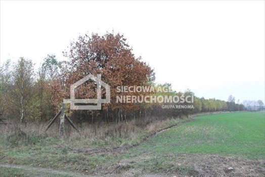 Działka leśna na sprzedaż Stare Gronowo 49 000m2 Foto 1