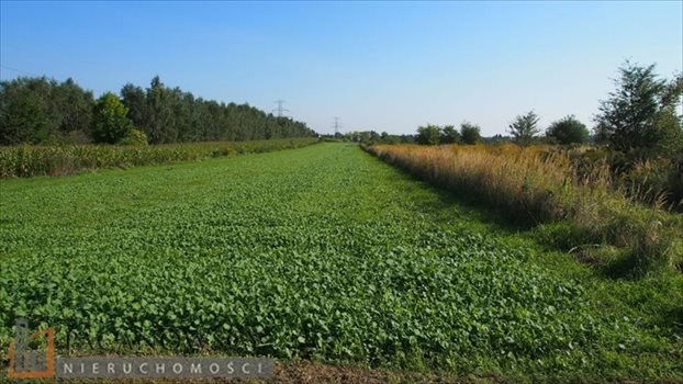 Działka budowlana na sprzedaż Bibice 2 397m2 Foto 5