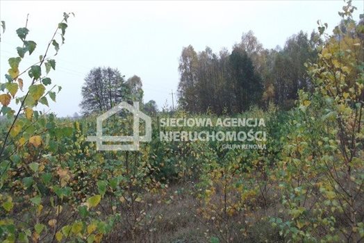 Działka leśna na sprzedaż Drozdowo 93 200m2 Foto 8