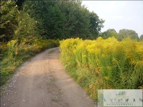 Działka budowlana na sprzedaż Dąbrówka Wielka 1 481m2 Foto 2