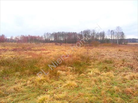 Działka rolna na sprzedaż Budy Przytockie 2 700m2 Foto 5