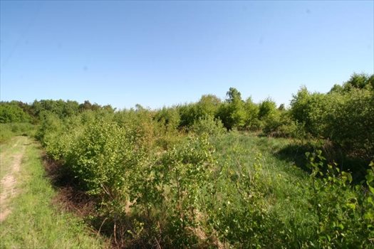 Działka inna na sprzedaż Bielkówko, Gajowa 3 003m2 Foto 2