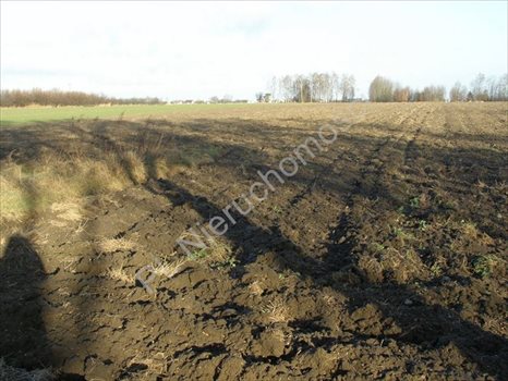 Działka rolna na sprzedaż Skierniewice, Skierniewice 50 000m2 Foto 1