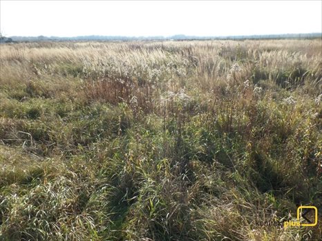 Działka budowlana na sprzedaż Mikołów, Borowa Wieś, Mokierska 1 088m2 Foto 2