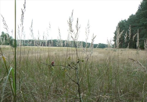 Działka budowlana na sprzedaż Zławieś Wielka 550m2 Foto 12