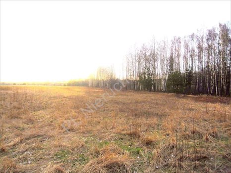 Działka rolna na sprzedaż Dębe Wielkie 1 200m2 Foto 4