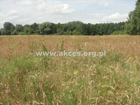 Działka rolna na sprzedaż Pawłówka 71 900m2 Foto 5