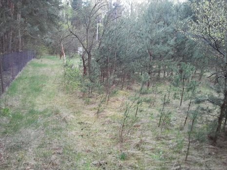 Działka budowlana na sprzedaż Ruda 6 100m2 Foto 11