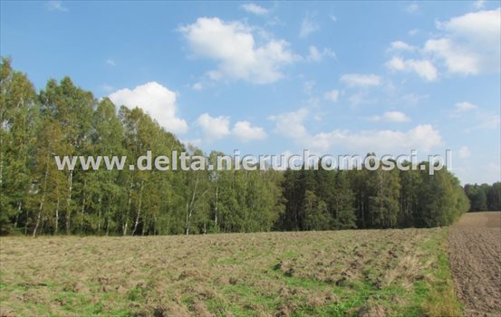 Działka budowlana na sprzedaż Warblewo 5 500m2 Foto 5
