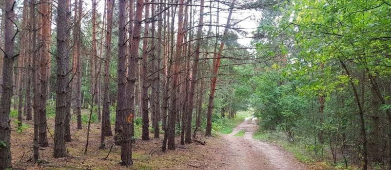 Działka rekreacyjna na sprzedaż Ojrzanów, Tarczyńska 1 000m2 Foto 2