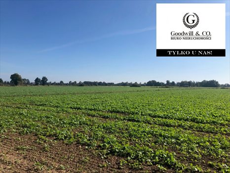 Działka przemysłowo-handlowa na sprzedaż Gdańsk, Świbno, Kempingowa 22 000m2 Foto 2