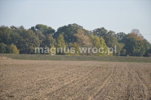 Działka budowlana na sprzedaż Wrocław, Psie Pole, Kowale, Boczna Kowalskiej 7 663m2 Foto 5