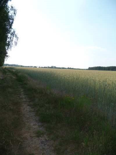 Działka rolna na sprzedaż Drzonów 24 900m2 Foto 3
