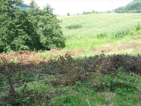 Działka inna na sprzedaż Konary, Brzegi 6 800m2 Foto 4