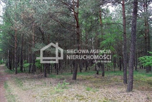 Działka leśna na sprzedaż Czarniż 44 100m2 Foto 2
