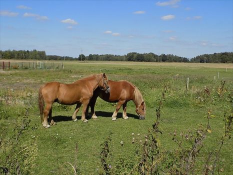 Działka inna na sprzedaż Trzepowo, Trzepowo, Trzepowo 1 644m2 Foto 4