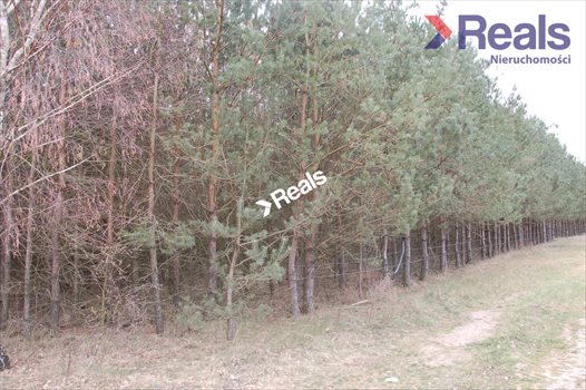 Działka leśna na sprzedaż Drzonowo Wałeckie 95 000m2 Foto 2
