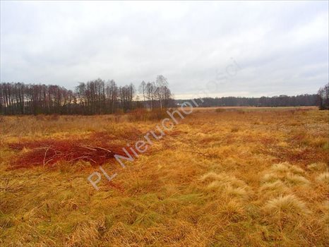 Działka rolna na sprzedaż Budy Przytockie 2 700m2 Foto 4
