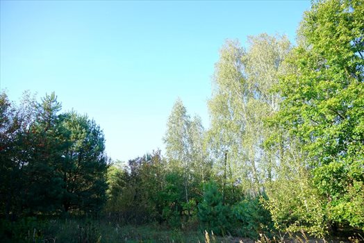 Działka komercyjna na sprzedaż Radziejowice-Parcel 3 900m2 Foto 6