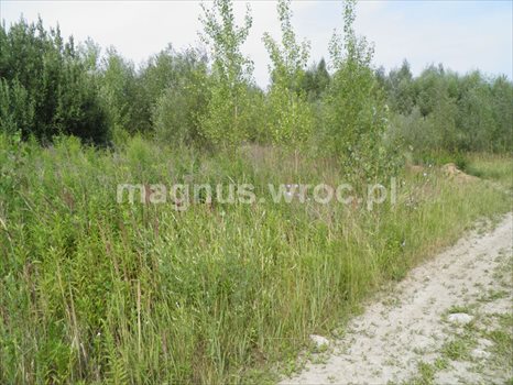 Działka budowlana na sprzedaż Siechnice 2 772m2 Foto 10