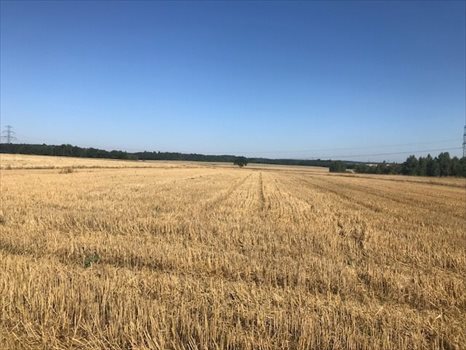 Działka budowlana na sprzedaż Siekierczyn 1 169m2 Foto 6