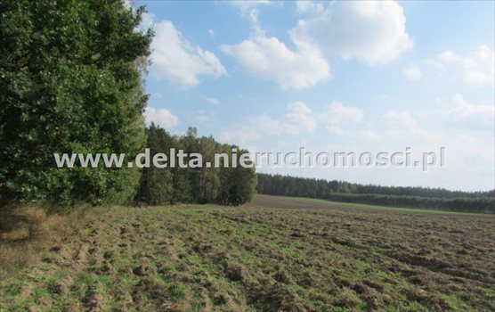 Działka budowlana na sprzedaż Warblewo 5 500m2 Foto 4