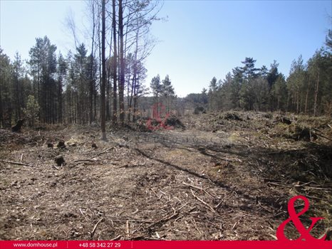 Działka leśna na sprzedaż Borek Kamienny 3 100m2 Foto 2