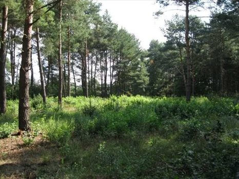 Działka budowlana na sprzedaż Puszczykowo 1 160m2 Foto 2