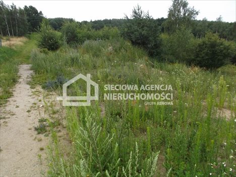Działka budowlana na sprzedaż Bielkówko 5 900m2 Foto 4