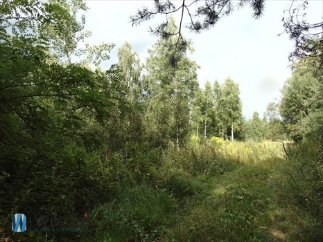 Działka budowlana na sprzedaż Pawłowice, Jodłowa 20 000m2 Foto 4