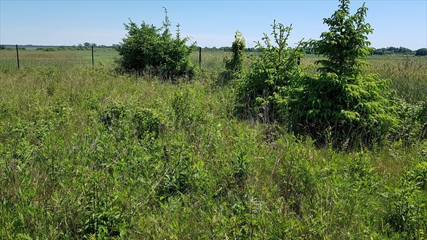 Działka budowlana na sprzedaż Jezierzany 5 000m2 Foto 5