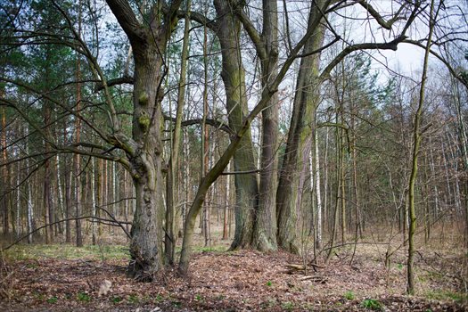 Działka leśna z prawem budowy na sprzedaż Warszawa, Wesoła, Al. Dzieci Polskich Torfowa 4 135m2 Foto 1