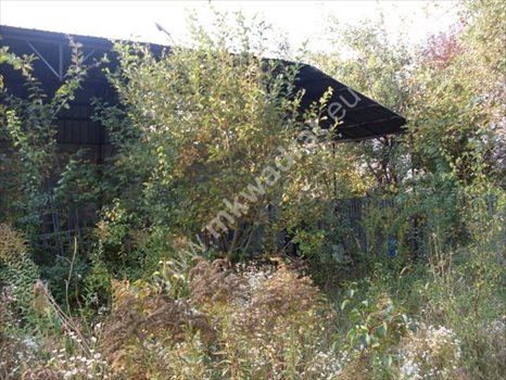 Lokal użytkowy na sprzedaż Domaniew 850m2 Foto 7