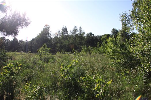 Działka budowlana na sprzedaż Łoś, Lipowa 1G 937m2 Foto 2