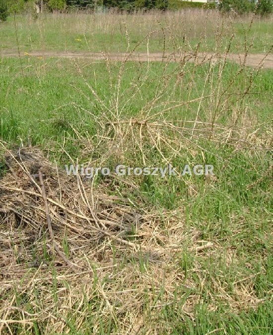 Działka inna na sprzedaż Łomianki, Dąbrowa 1 717m2 Foto 2