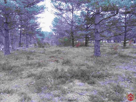 Działka budowlana na sprzedaż Kamień, Piaskowa 1 008m2 Foto 3