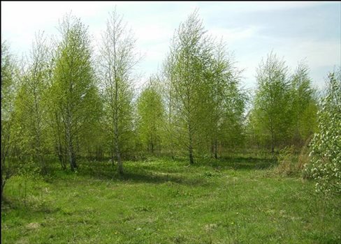 Działka budowlana na sprzedaż Nowa Iwiczna, Nowa Iwiczna, Jaskółki 1 000m2 Foto 2